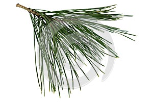Twig of pine tree isolated on white background