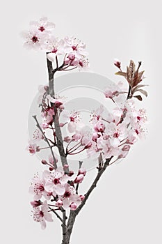 Twig of Pink Cherry Plum or Myrobalan Blossoms