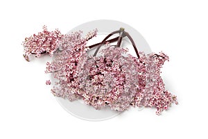 Twig of pink elderberry blossom