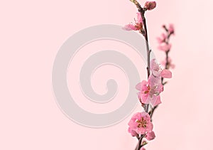 Twig with pink spring sakura flowers on a pink background. Floral background, template, invitation with copy space