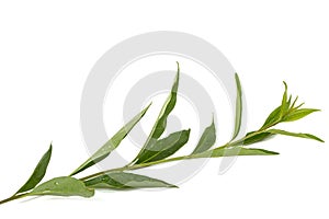 Twig of privet with green foliage , lat. Ligustrum, isolated on white background
