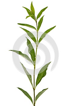 Twig of privet with green foliage , lat. Ligustrum, isolated on white background