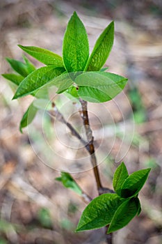 Twig of Prunus padus with young green leaves on spring day. Selective focus, vertical view.