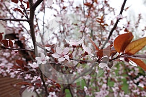 Twig of Prunus pissardii with pink flowers and red leaves