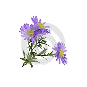 Twig of purple aster amellus flowers isolated