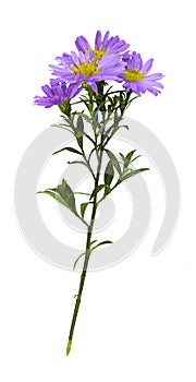 Twig of purple aster amellus flowers isolated