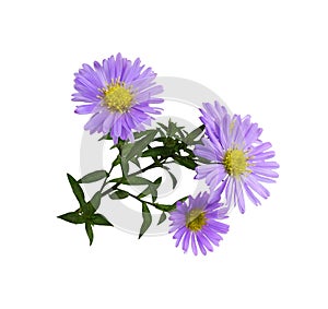 Twig of purple aster amellus flowers isolated