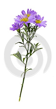 Twig of purple aster amellus flowers isolated photo