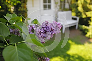 A twig of a purple lilac in the garden