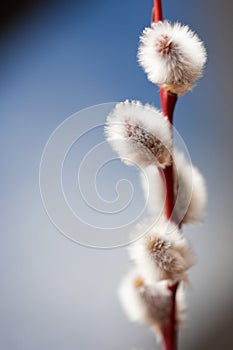Twig of willow photo