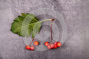 Twig with red berries and leaves