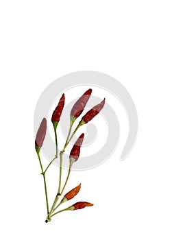 A twig of red chili peppers