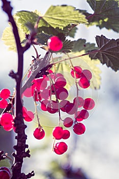 Twig with red currants in the sunny garden