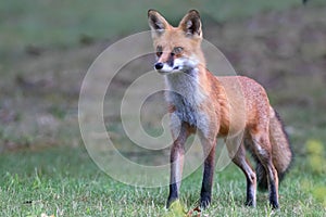 Twig the red fox