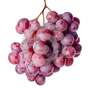 Twig of red grapes isolated on white background