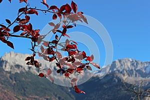 The twig with red leaves against the background of mountains