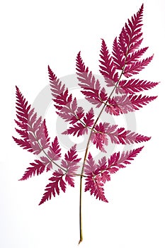 Twig with red leaves on a white background