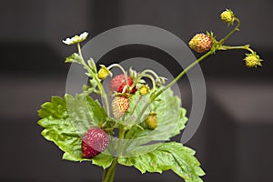 A twig of red sweet juicy wild strawberries on a summer background