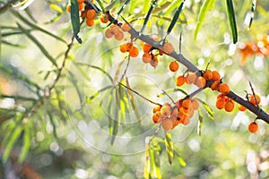 A twig with ripe sea buckthorn fruits against the background of the foliage of trees.