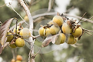 A twig with the ripened fruits of a hairy green persimmon tree