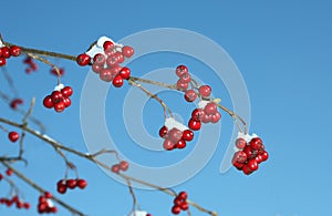 Twig with rowan berries at wintertime