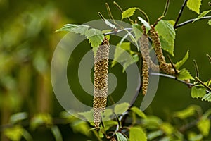 Twig with seed and leaves of a silver birch tree or Betula Alba in springtime, Sofia