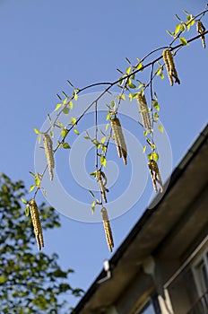 Twig with seed and leaves of a silver birch tree or Betula Alba in springtime