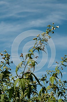 A twig of a sida hermaphrodita plant with white flowers