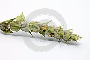 Twig of Sideritis Scardica on white background.