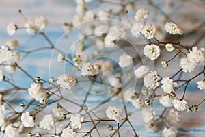 Twig Gypsophila of small white flowers close-up on a blue blurred background as the background.