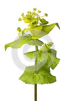 Twig of Smyrnium perfoliatum flower close up on white background photo