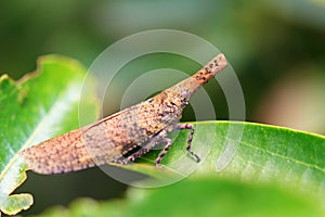 Twig snout bug photo