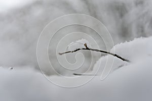 Twig with snow on, Macro Closeup, snowy woodland