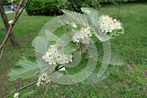 Twig of Sorbus aria with white flowers in May