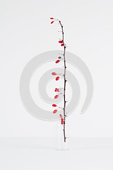 Twig of thorns