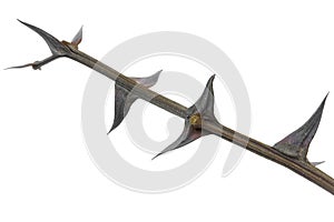Twig with thorns on white background