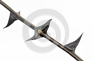 Twig with thorns on white background