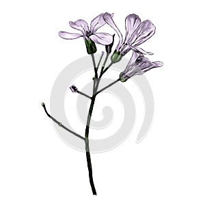 Twig with three purple flowers