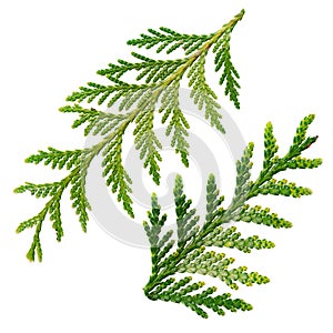 Twig of thujopsis dolabrata