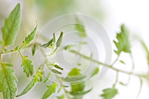 Twig of tomato plant with buds flowers