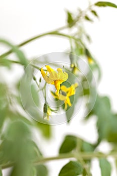 Twig of tomato plant with yellow flowers