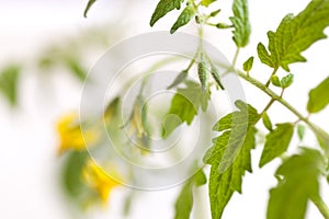 Twig of tomato plant with yellow flowers