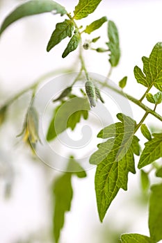 Twig of tomato plant with yellow flowers