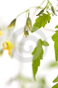 Twig of tomato plant with yellow flowers