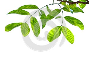 A twig of tropical plant leaves with branches and sunlight on white isolated background for green foliage backdrop