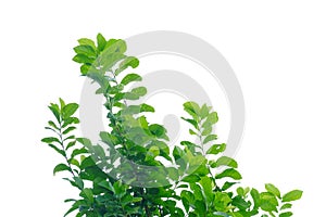 A twig of tropical plant leaves on white isolated background