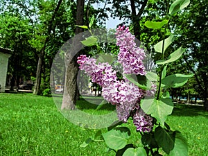 A twig of two-colored Syringa vulgaris `Sensation` in the background of the park