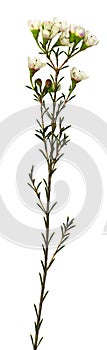 Twig of white chamelaucium flowers isolated