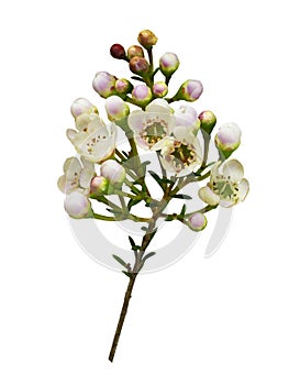 Twig of white chamelaucium flowers isolated