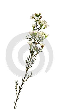 Twig of white chamelaucium flowers isolated